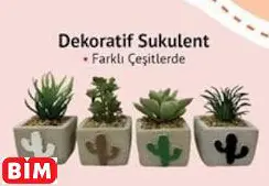 DEKORATİF SUKULENT DEKORATİF SUKULENT